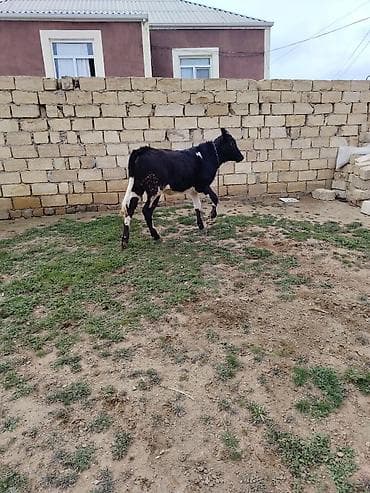 holland lop dovşan: Qaramal – dişo - Növ: Mal-qara, ehtimalən yerli/südlük xəttlərin — 1