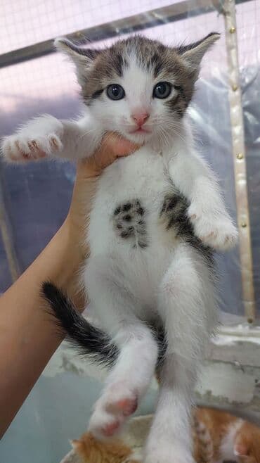 Şinşilla, Yaxşı əllərə