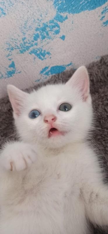 Грызуны: Ağ tüklü gözəl balaca pişiklər - Görünüş: Qar bəyaz, yumşaq və sıx — 1