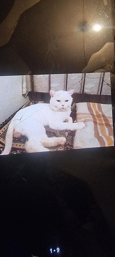 pisik adlari: Ev pişiyi – müxtəlif rənglərdə - Rənglər: tünd boz (mavi tonlu), ağ — 6