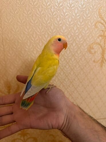 Növbə: Sevgi quşu (lovebird), əl öyrəşmiş Xüsusiyyətlər: - Parlaq