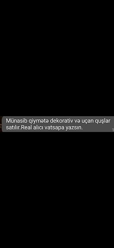 Akvariumlar: Dekorativ və uçan quşlar satılır. - Ev və bağ üçün dekorativ — 1