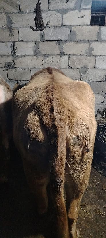 mal qara fermalari: Salam.1 ci qarın 5 aylıq boğaz simental və limuzin cinsi mələzi. Çox — 2