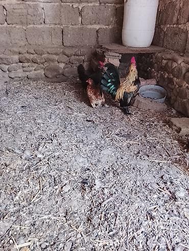 hind toyuğu: Toyuq, Yumurtalıq — 3