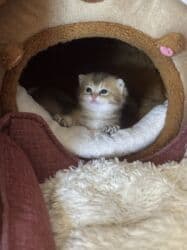 pişiy balası: Qızıl şinşilla, Erkək, Dişi, Yaxşı əllərə — 18