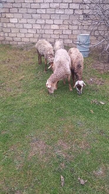 Собаки: Mal-qara: Qoyunlar – 4 baş Təsvir: - Şəkillərdə görünən 4 baş gənc — 2