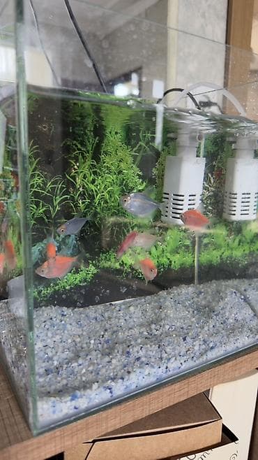 Heyvanlar: Salam! Sağlam və aktiv GloFish tetra balıqlarımı satıram. Rəngləri — 5