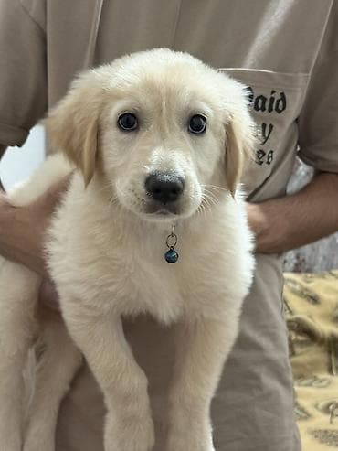 itlerin satışı: Retriever, 4 ay, Erkek — 2