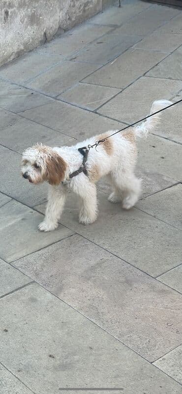 it satişi: Pudel, 7 ay, Erkek, Sənədli, Ödənişli çatdırılma, Ünvandan götürmə — 5