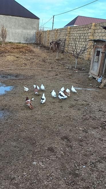 qu quşu satışı: Tergizme quwlardi 13 debe quwdu ust usde 5 manatdan — 5