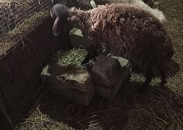 Рогатый скот: Qoyun – qaragül tipli, uzunqulaq, qara rəngli baş və ayaqlar, qalın və — 2