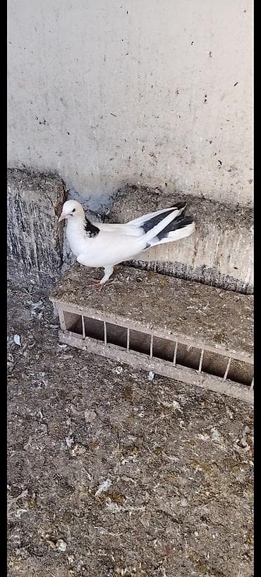 adana goyərcin: Mayadi 10 manat — 2