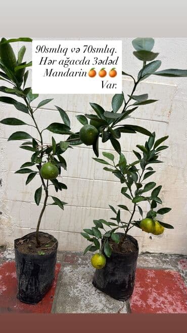 sumax ağacı: Çatdırılma şamaxinka — 1