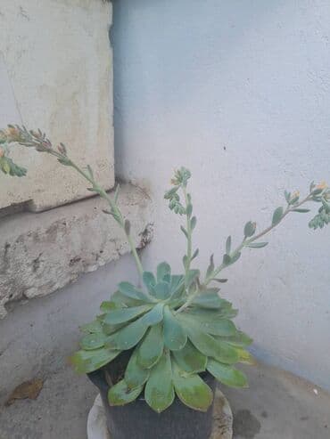 ev gülleri ve adları: Exiveriya — 3