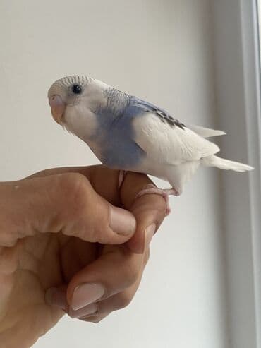 UAZ: Valnis balaları satılır ətraflı məlumat üçün vasapa yazın Birdəki — 9