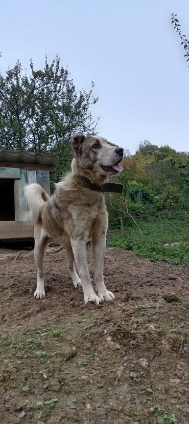tuklu itler qiymeti: 2 il, Erkek, Peyvəndli, Ünvandan götürmə — 2
