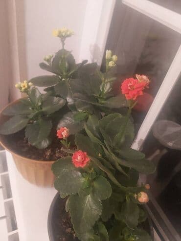 101 qizil gul ucuz: Kalanxoe 7 azn — 1