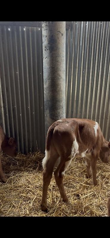 cins ineklerin satisi 2019: Satışda: dana balaları - Növ: yerli cins ətlik/südlük istiqamətə — 4