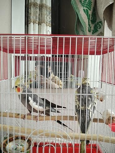 Собаки: Satılır karelladi ela qusdur hec bir xesteliyi yoxdur — 2