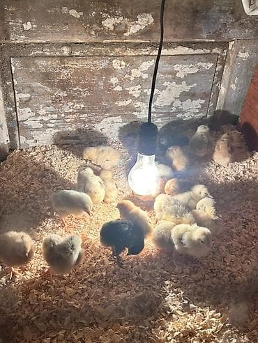 papuqay quş: Toyuq cücələri, Damazlıq — 3