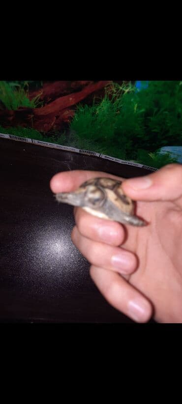 Рыбы: Quru tisbağasi - Qabıq naxışı: açıq-bej əsas üzərində tünd qəhvəyi at lalafo.az — 2 Рыбы: Quru tisbağasi - Qabıq naxışı: açıq-bej əsas üzərində tünd qəhvəyi — 2