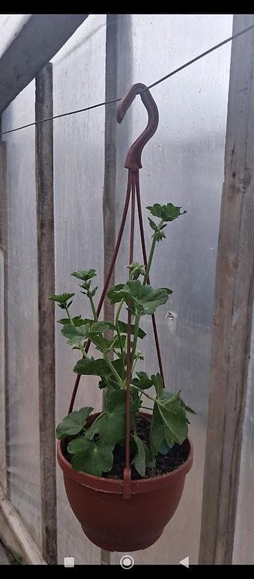 qazan desderi: Asma saksıda “Buzgülü” (Delosperma/Trailing Ice Plant) – — 8