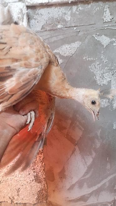 Cavan tovuz quşları balari 3 ata yaxındırlar qiyməti birinə ayırır