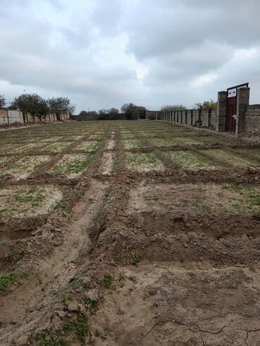 Subaru: 24 соток — 1