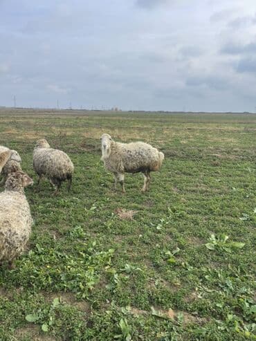 Erkək, il: 3, 90 kq, Damazlıq, Ünvandan götürmə