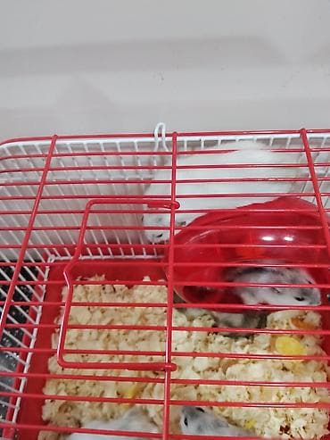 Heyvanlar üçün mallar: Cırtdan hamsterlər – qəfəs və aksesuarları ilə Məhsul təsviri: - — 9
