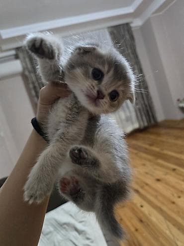 pisik pulsuz: Şotland — 2