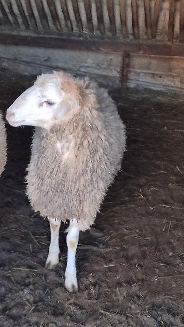 atlar: Erkekdir Qurbanlıqa tam yararlıdır qabirgadan doludu. Kurdexanidadi — 3