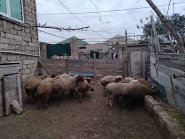 İtlər: Erkək, il: 1, 37 kq, Ətlik, Ünvandan götürmə — 3