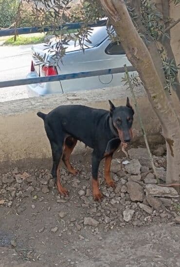 alman coban iti: Доберман, Самка, Самовывоз — 2