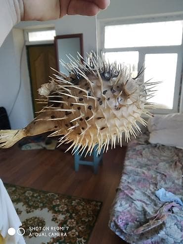 Рыба -еж рыба-шар чучело в наличии 2 шт