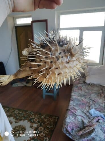 Şamdanlar: Рыба -еж рыба-шар чучело в наличии 2 шт — 1