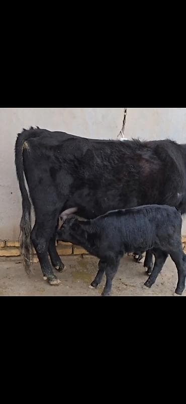 ucuz pisikler: Qara rəngli inək buzovla birlikdə - Ana inək – qara rəng, buynuzlu — 6