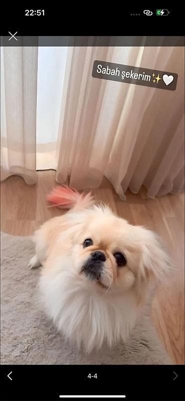 ari ailesi satilir: Pekines — 1