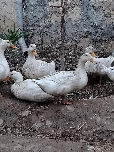 erkey dana: Erkək, Yumurtalıq, Ünvandan götürmə — 2