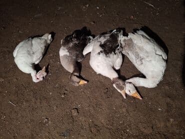 Гуси: Самец, Для разведения, Платная доставка — 7