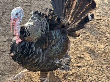 atla eşşəyin cütləşməsi: Erkək, Damazlıq — 2