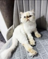 Fars, Dişi, Yaxşı əllərə, Ünvandan götürmə lalafo.az -da Fars, Dişi, Yaxşı əllərə, Ünvandan götürmə