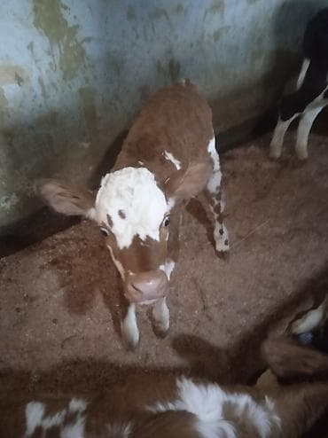 Digər heyvanlar: Dana, buzov, Dişi, ay: 1, Damazlıq, Ünvandan götürmə — 1