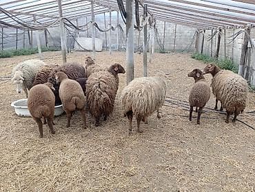 cau cau iti: Dişi, Qala, il: 1, 50 kq, Damazlıq, Ünvandan götürmə — 6