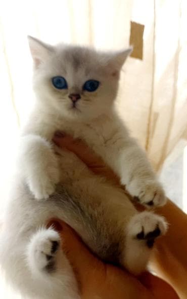 qaz bala: Britan, Dişi, Yaxşı əllərə, Ünvandan götürmə — 4