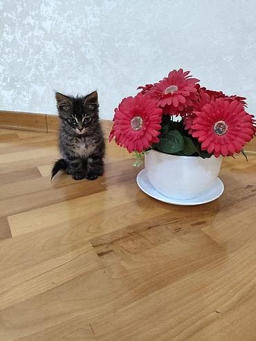 siyamski pişik: Erkek Balaca pişik balası – tüklü, qara-qəhvəyi zolaqlı kürk, uzun — 2