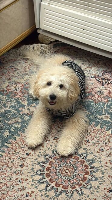 Pudel, 6 ay, Erkek, Sənədli, Ünvandan götürmə