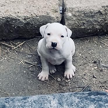 afçarka balası: Doq, 1 ay, Dişi, Peyvəndli, Ünvandan götürmə, Ödənişli çatdırılma — 3