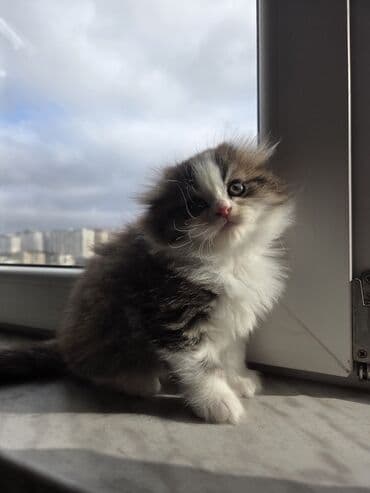 Kasalar: Məhsul: Scottish Təsvir: - Şəkillərdə gördüyünüz çox şirin pişik — 2