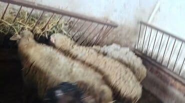 K/t heyvanları və malları: Quzu, Erkək, Qala, ay: 1, 35 kq, Damazlıq, Ətlik, Ünvandan götürmə — 3